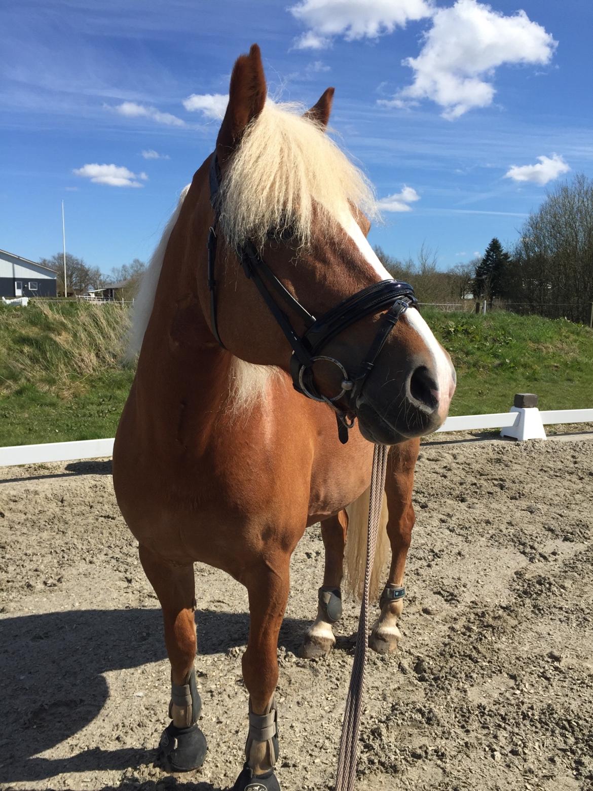 Haflinger Froukje van de oosterweg billede 3