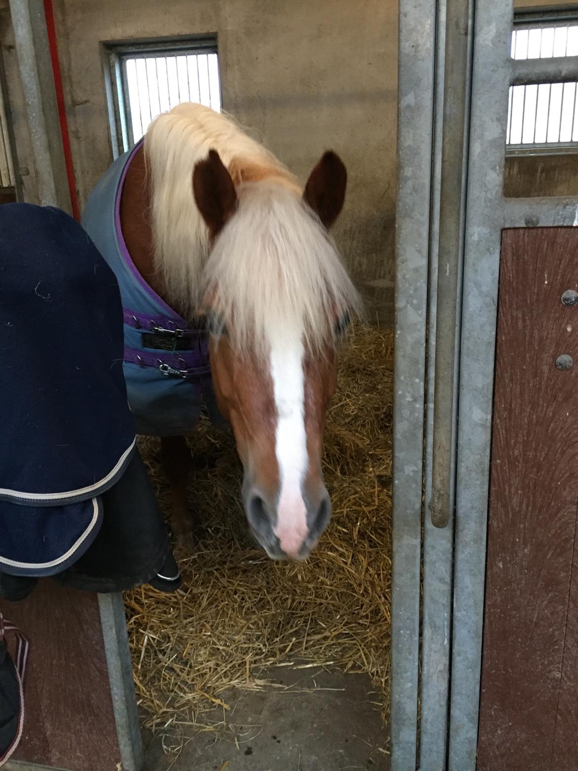 Haflinger Froukje van de oosterweg billede 4