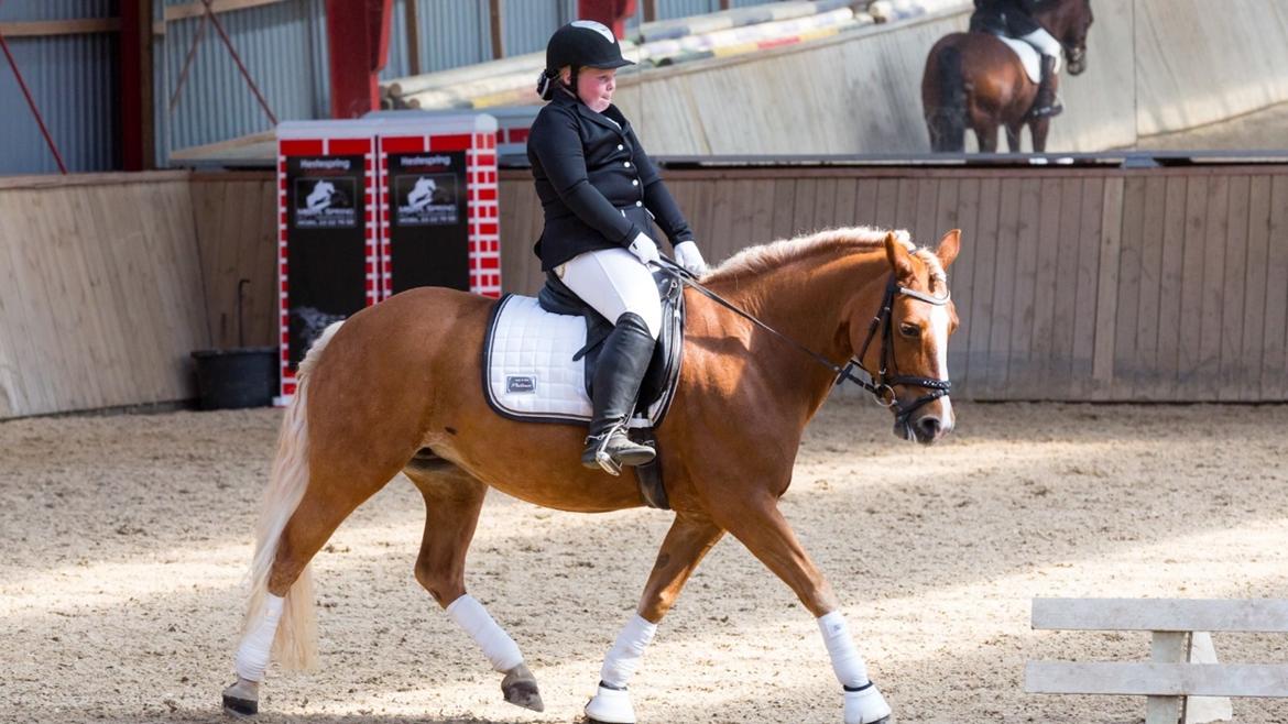 Haflinger Froukje van de oosterweg billede 13