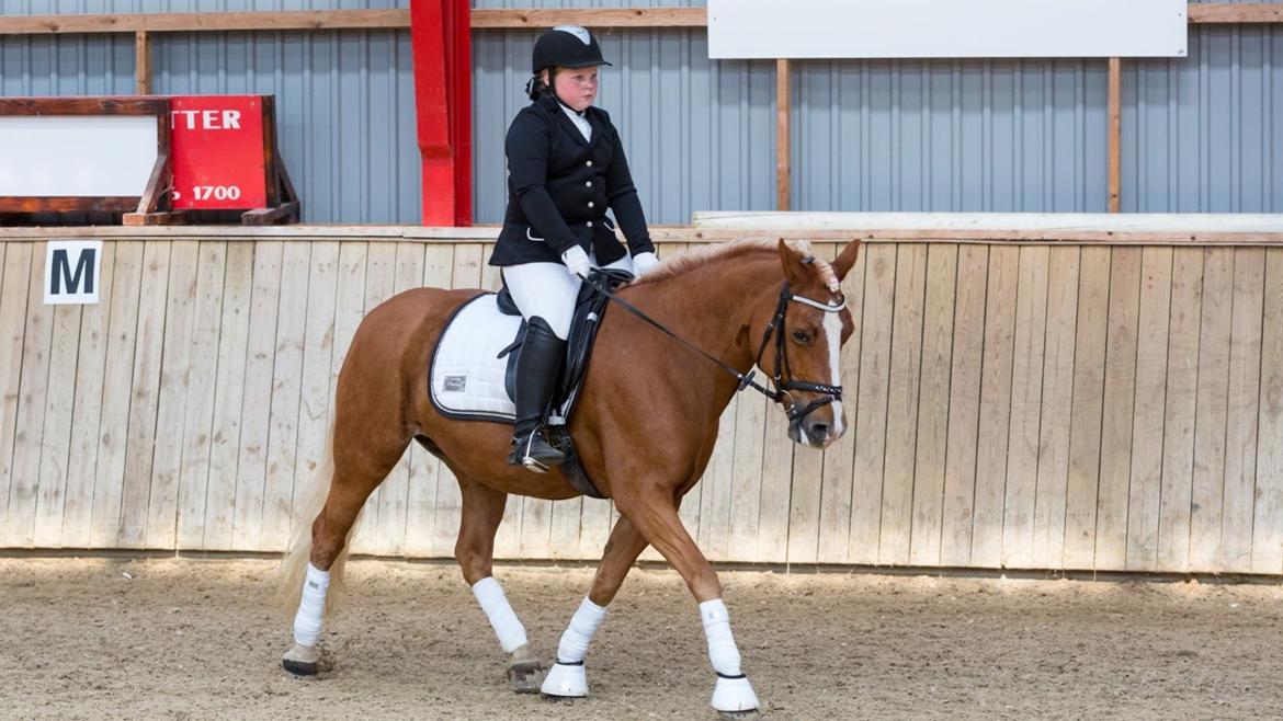 Haflinger Froukje van de oosterweg billede 12