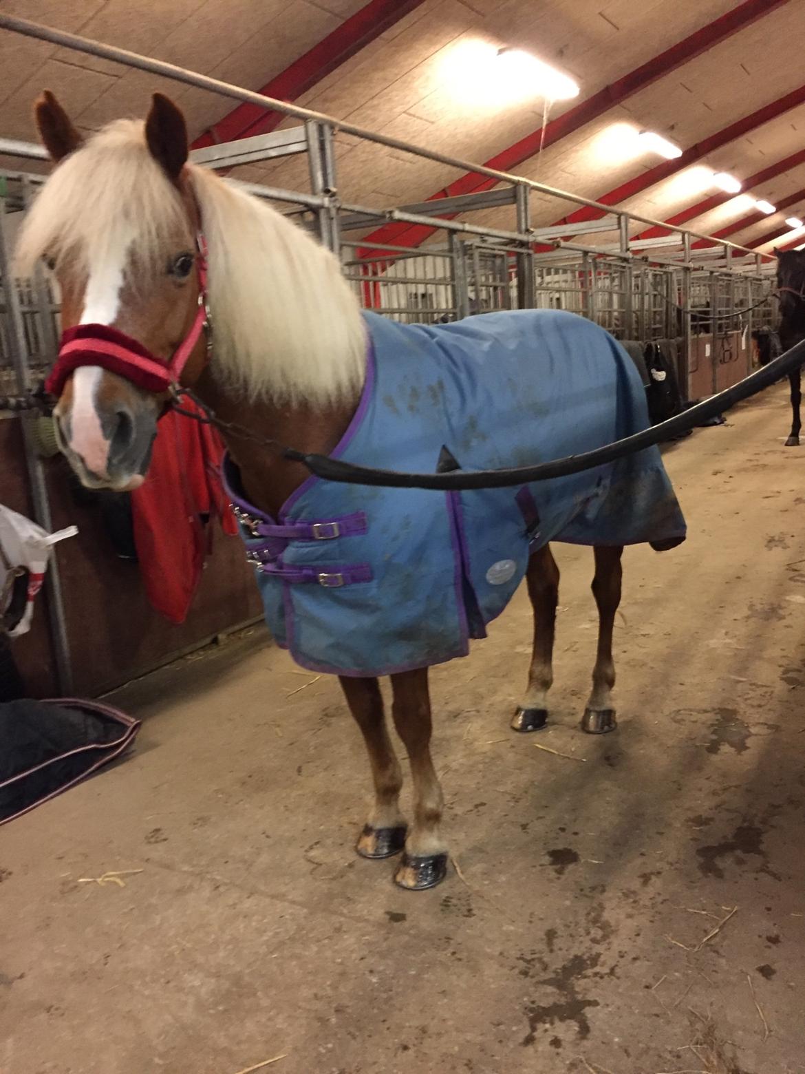 Haflinger Froukje van de oosterweg billede 9