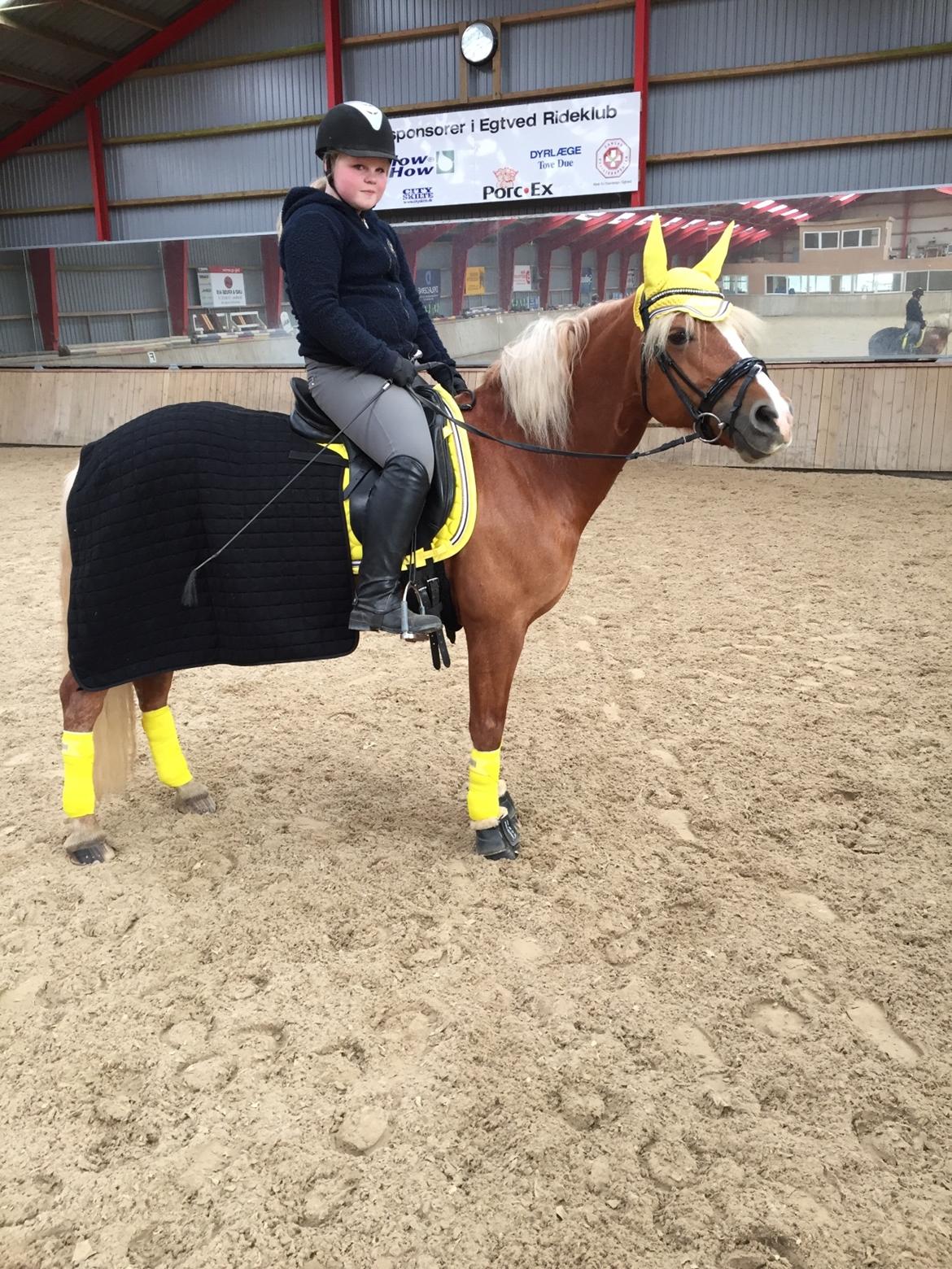 Haflinger Froukje van de oosterweg billede 7