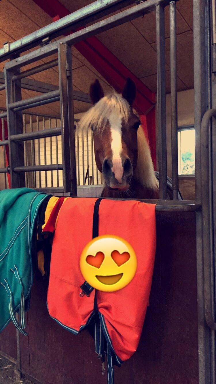 Haflinger Froukje van de oosterweg billede 8