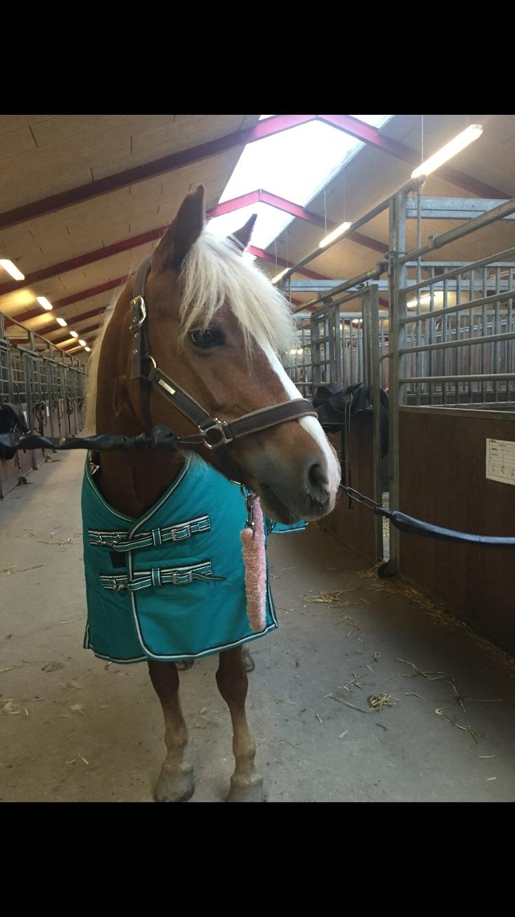 Haflinger Froukje van de oosterweg billede 18