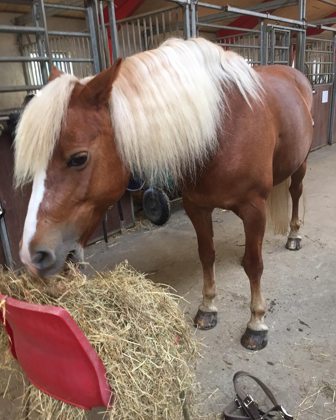 Haflinger Froukje van de oosterweg billede 16