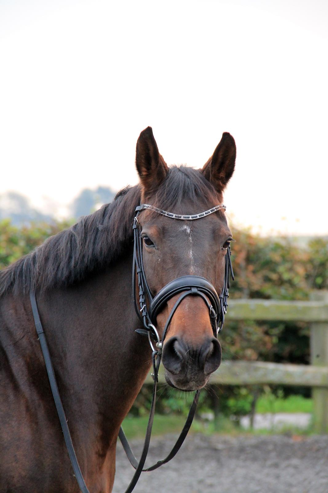 Dansk Varmblod Olivia billede 4