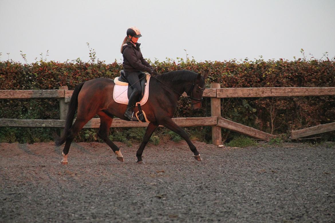 Dansk Varmblod Olivia billede 5