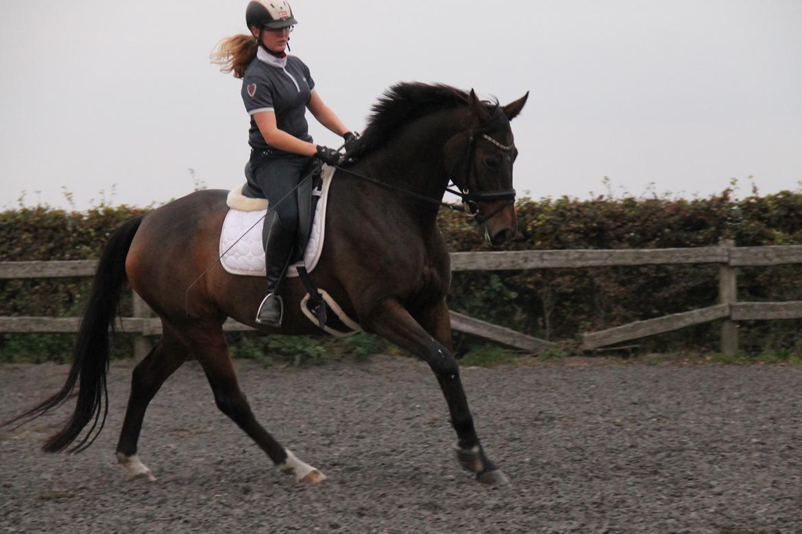 Dansk Varmblod Olivia billede 2