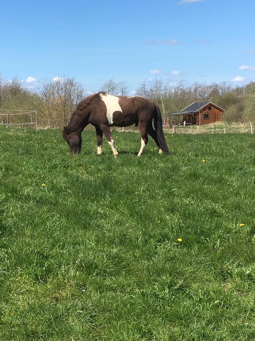 Islænder Ófeigur fra Bakkegården ll billede 11