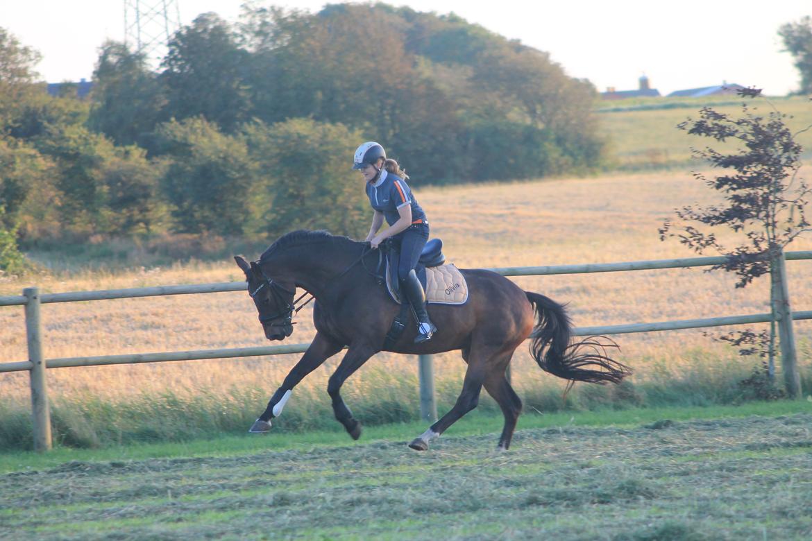 Dansk Varmblod Olivia billede 7