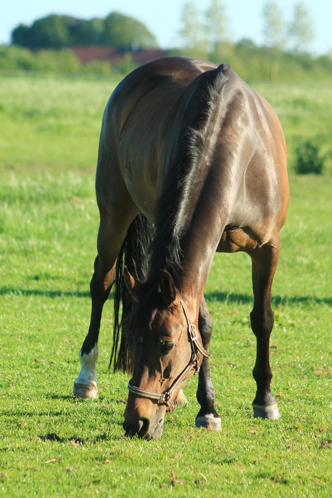 Dansk Varmblod Olivia billede 8
