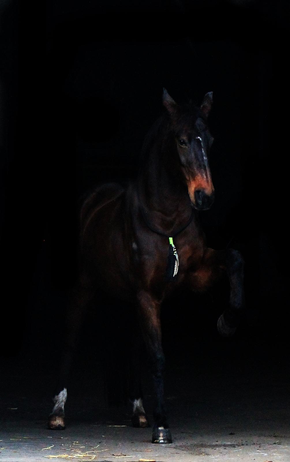 Dansk Varmblod Olivia billede 9