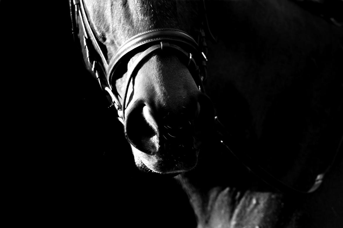 Dansk Varmblod Olivia billede 3