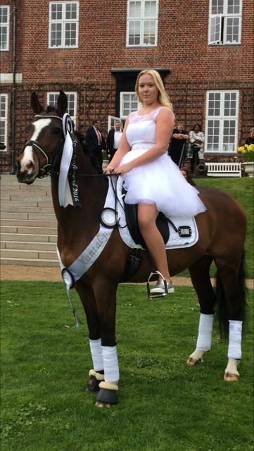 Hollandsk Sportspony Xantal-Jr. A / FEI-pony  billede 7