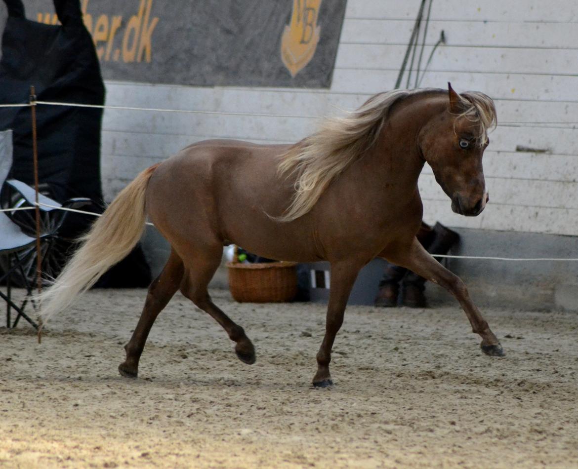 Dansk Miniature RKG Killers Blue Eyed Masterpiece - DMHF kåring 2016 bedømmelse billede 20
