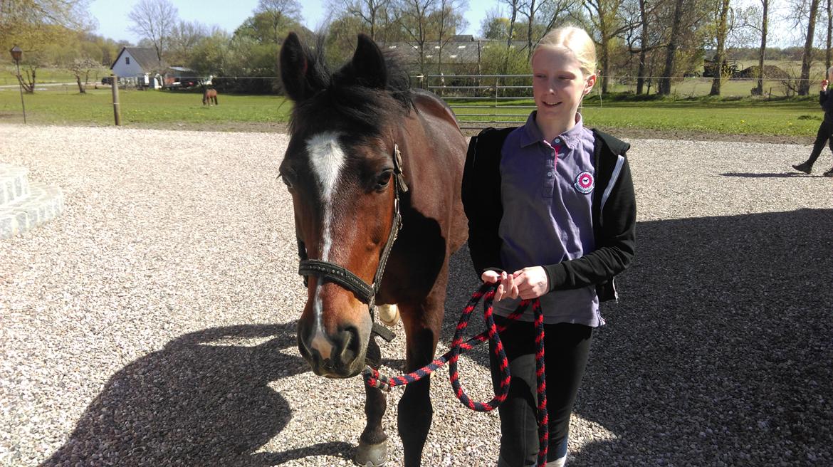 New Forest Shadow billede 7