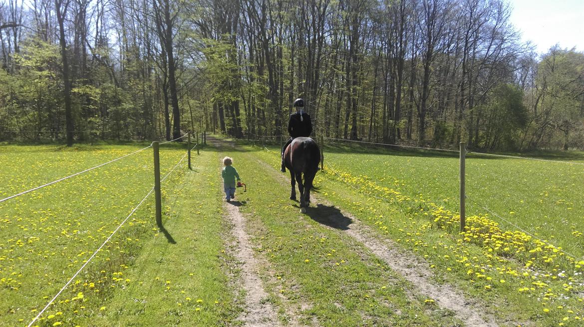 New Forest Shadow - På skovtur uden sadel:-) billede 8