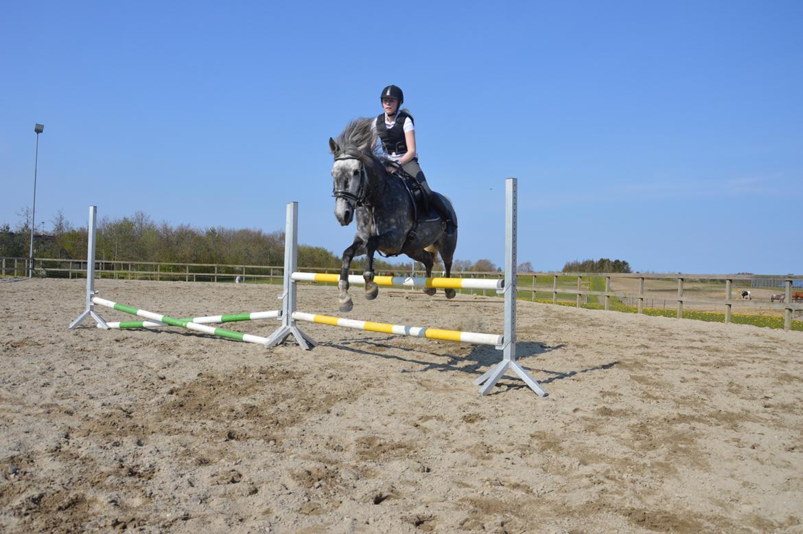 Anden særlig race Antares billede 7