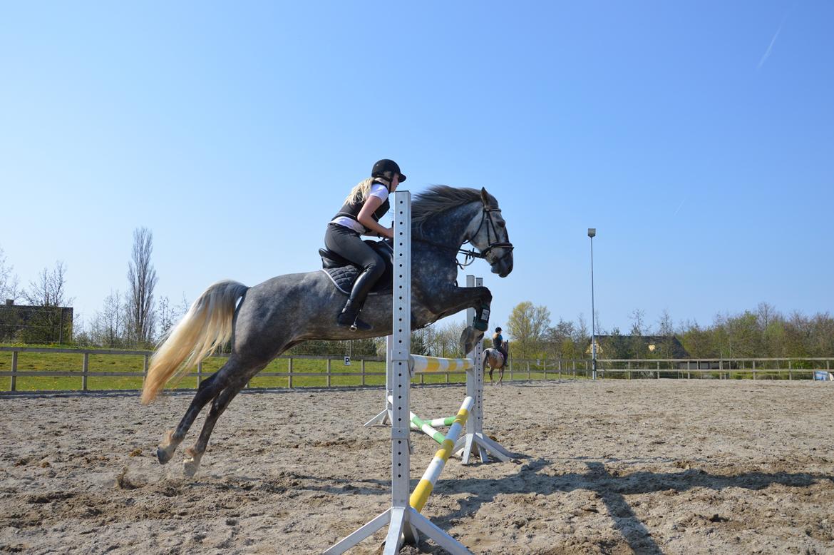 Anden særlig race Antares - Lidt sjovt fail-billede, men syntes det skulle med alligevel -første gang vi springer 100 cm :):) billede 11