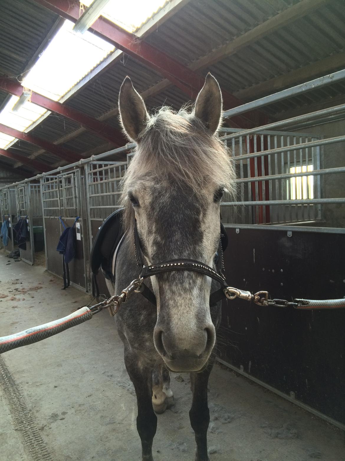 Anden særlig race Antares billede 9