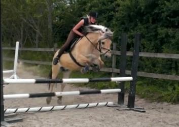 Fjordhest Ebbetorns Figaro billede 4