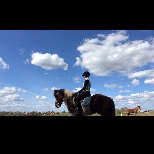 Islænder Aslan - første gang jeg træner ham i dressur på banen billede 7