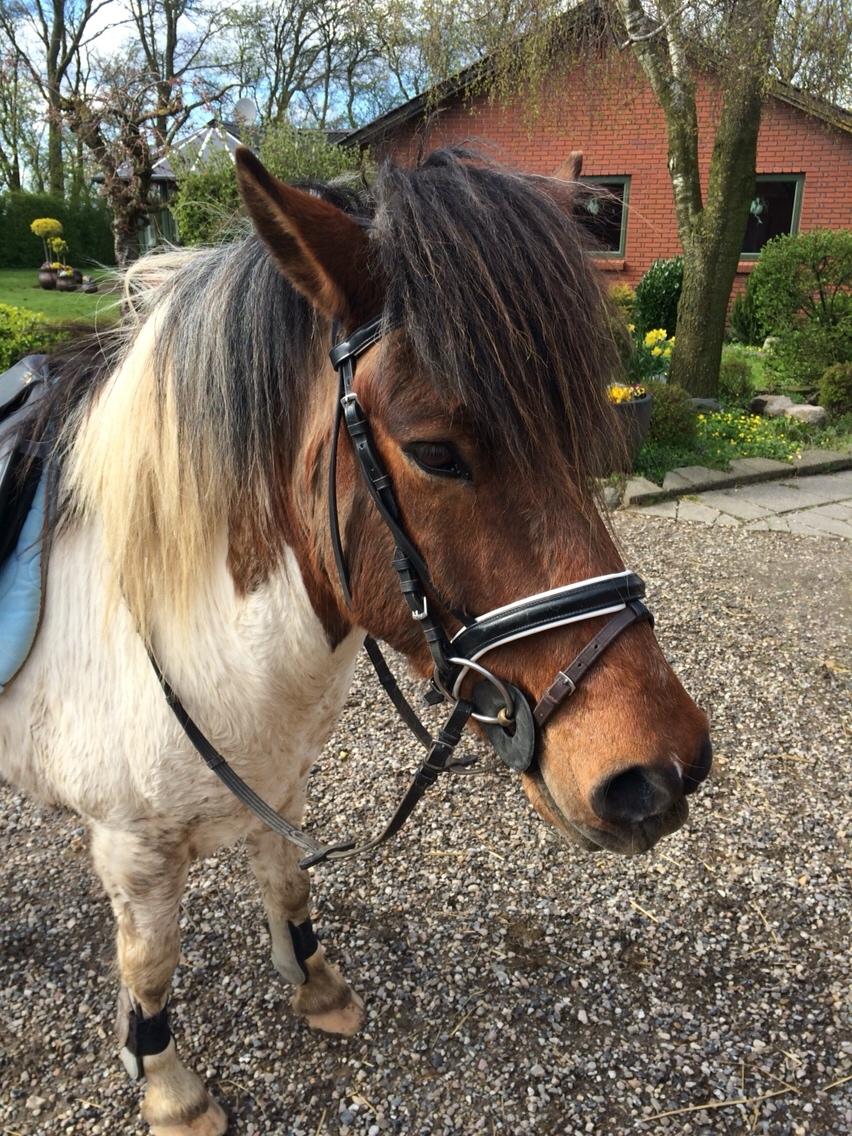 Islænder Aslan billede 5