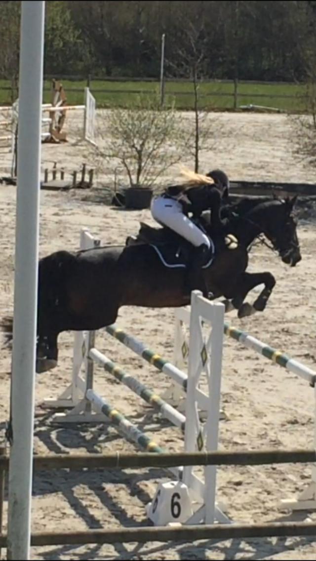 Hollandsk Varmblod Wilddancer - C stævne på Capacity  billede 29