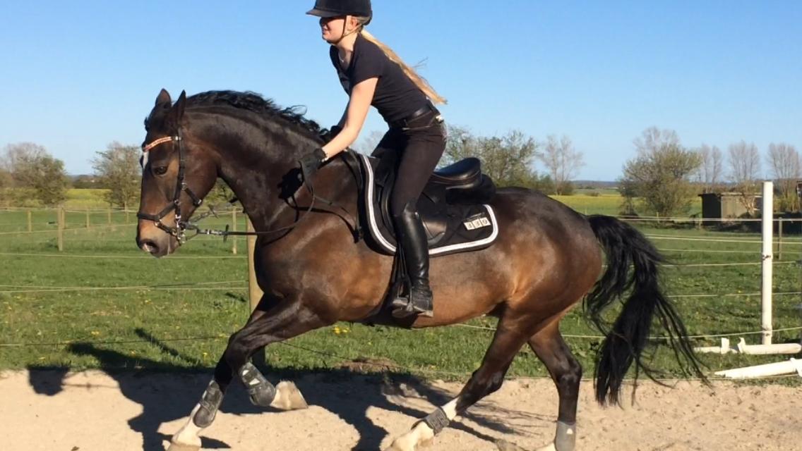 Hollandsk Varmblod Wilddancer billede 15