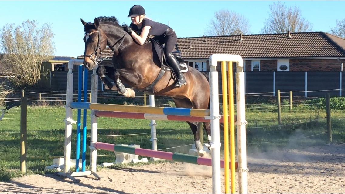 Hollandsk Varmblod Wilddancer billede 30