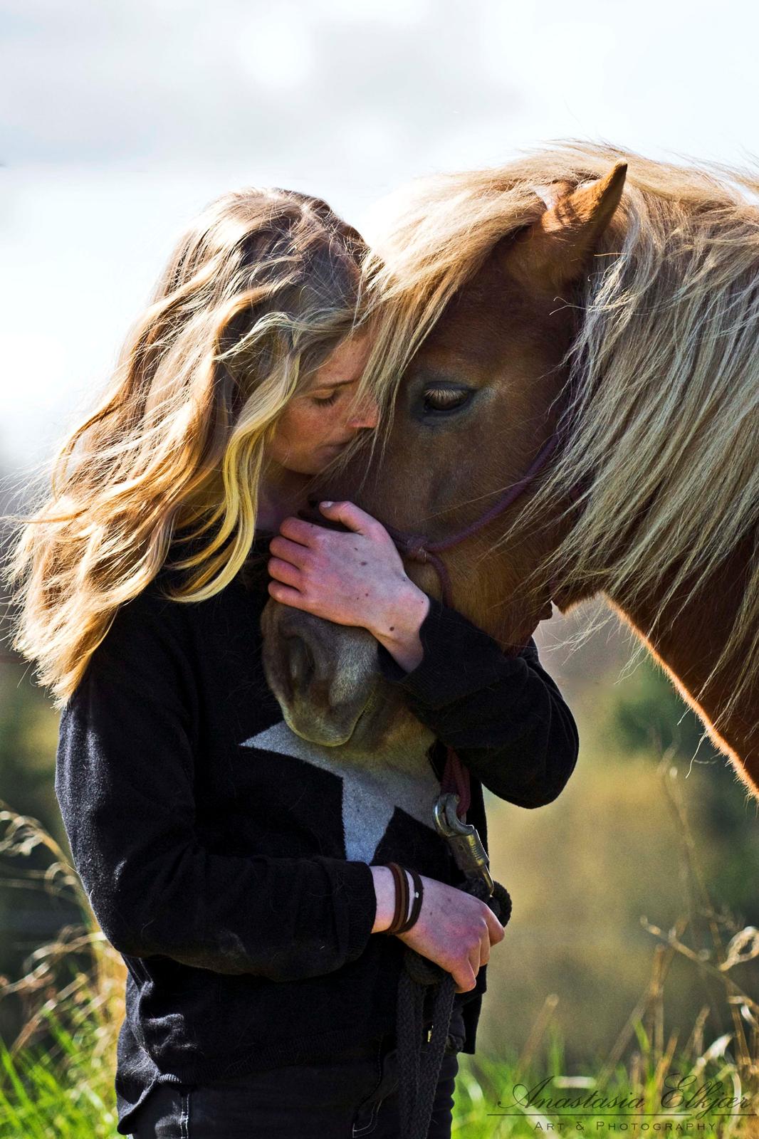 Shetlænder Følfods Nirvana billede 1