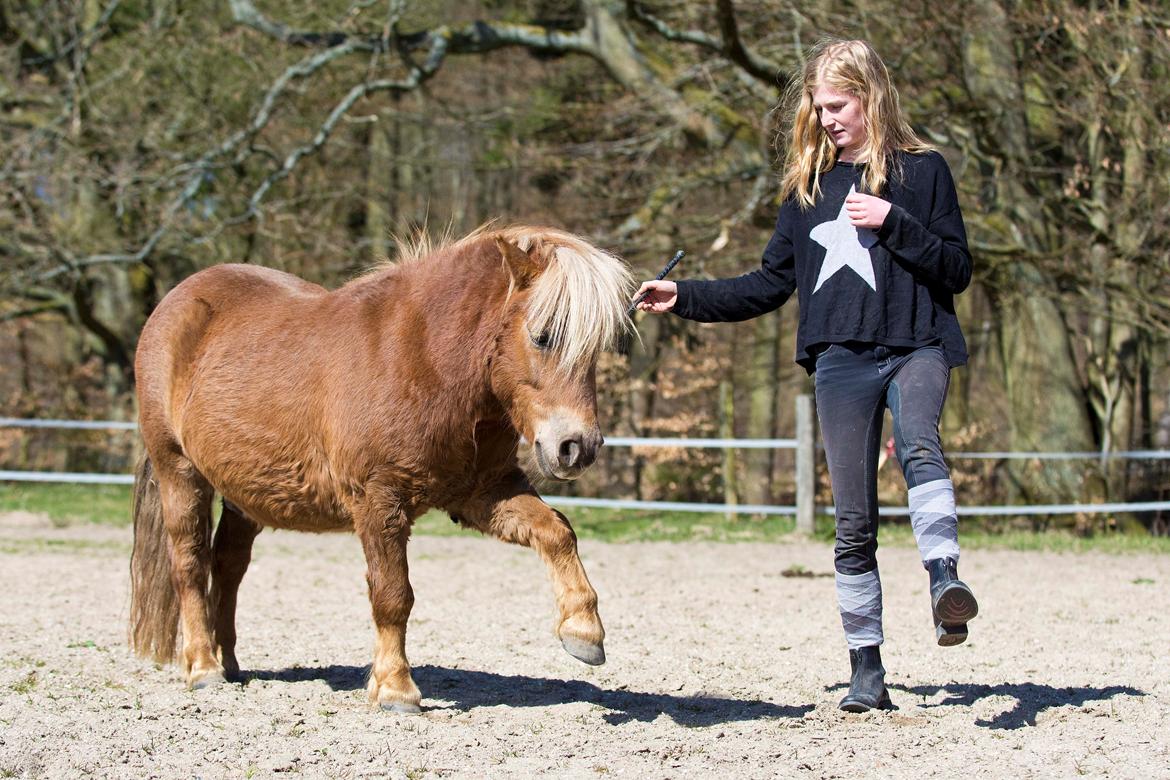Shetlænder Følfods Nirvana billede 3