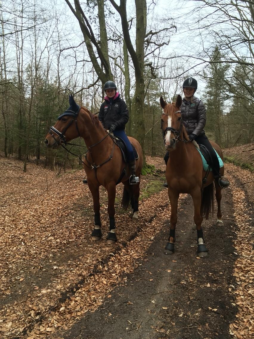 Anden særlig race Silvia billede 8