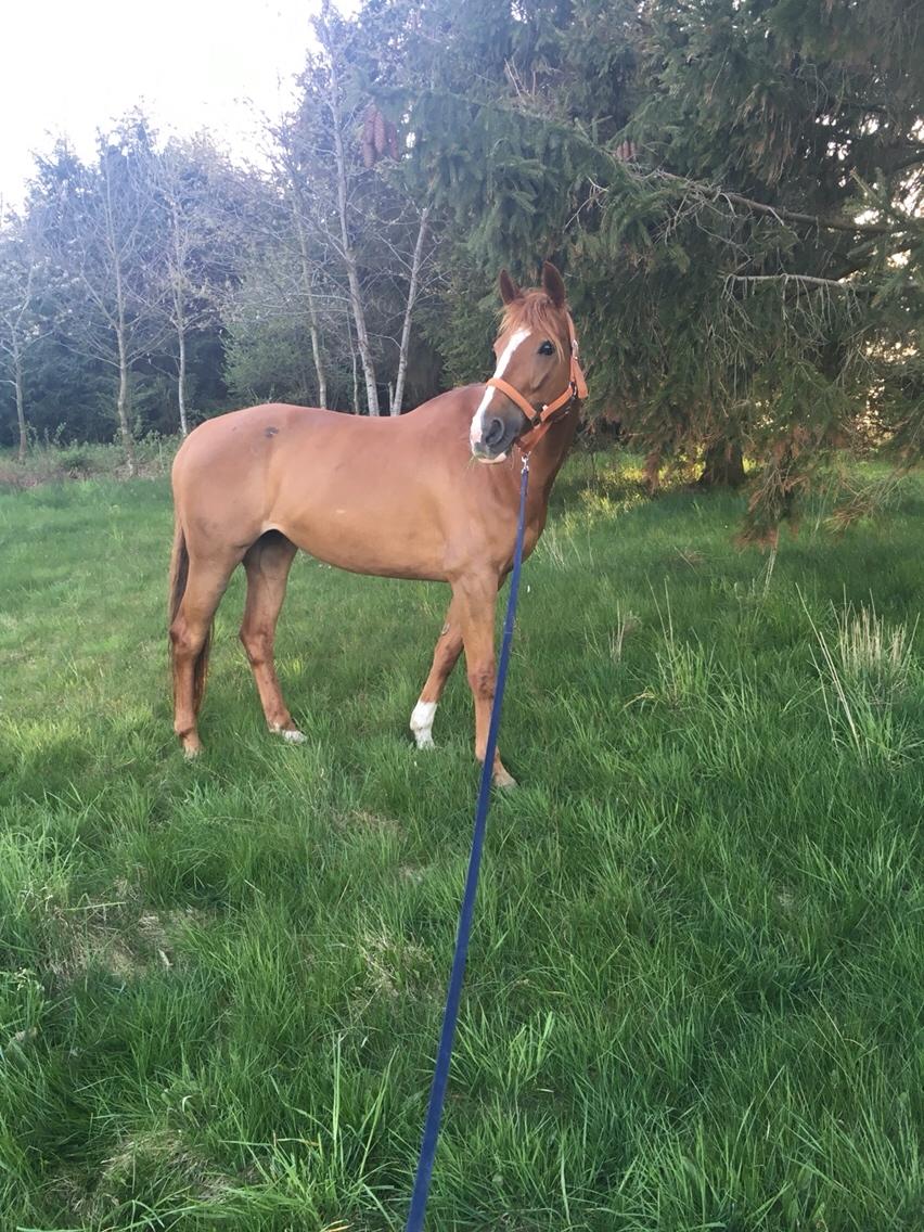 Anden særlig race Silvia billede 5