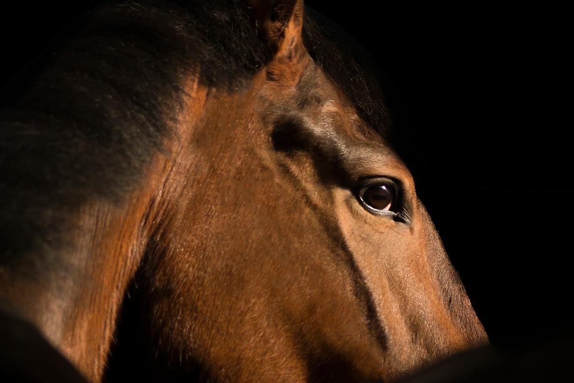 Irsk Sportshest Captain jack sparrow billede 26