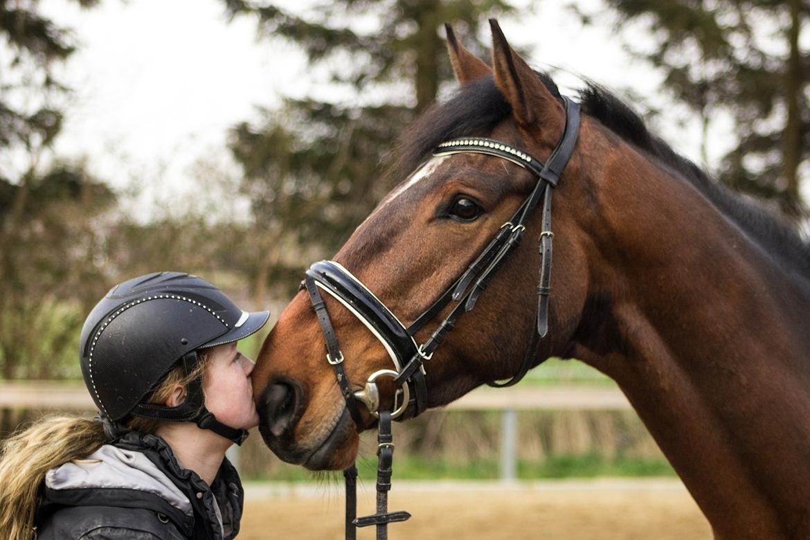 Irsk Sportshest Captain jack sparrow billede 16