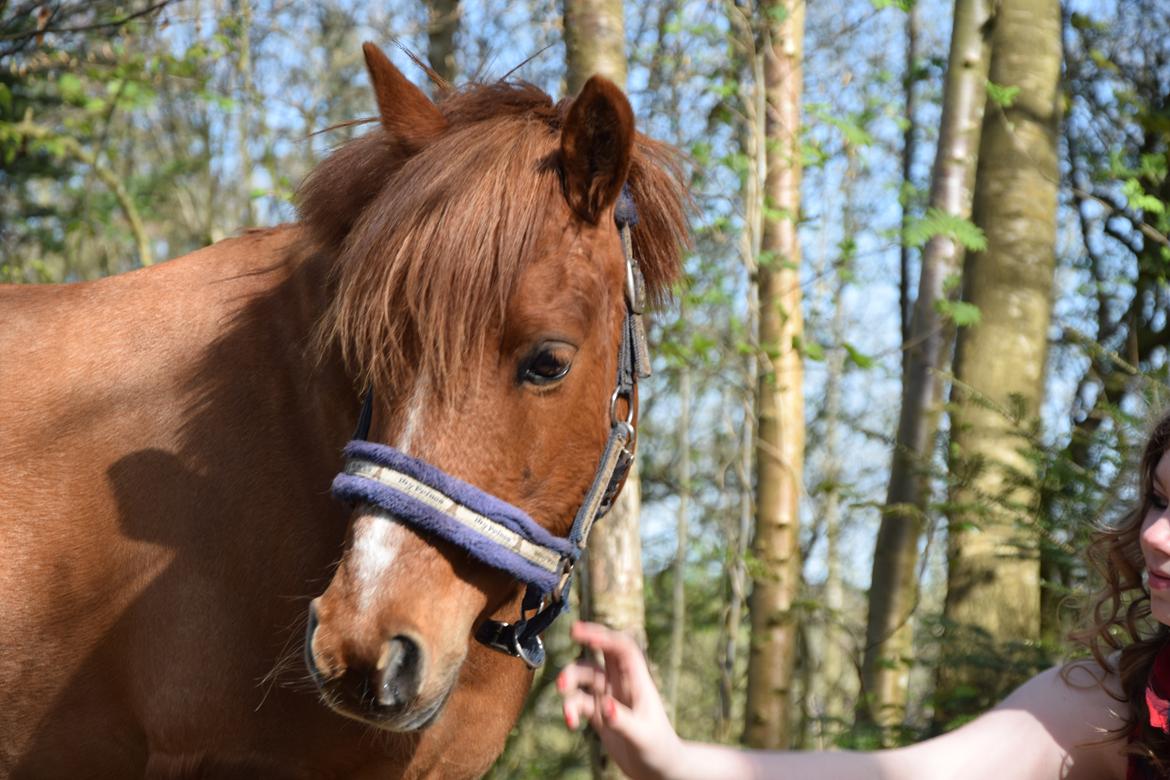 Anden særlig race Lotte [Lånt ud] billede 4
