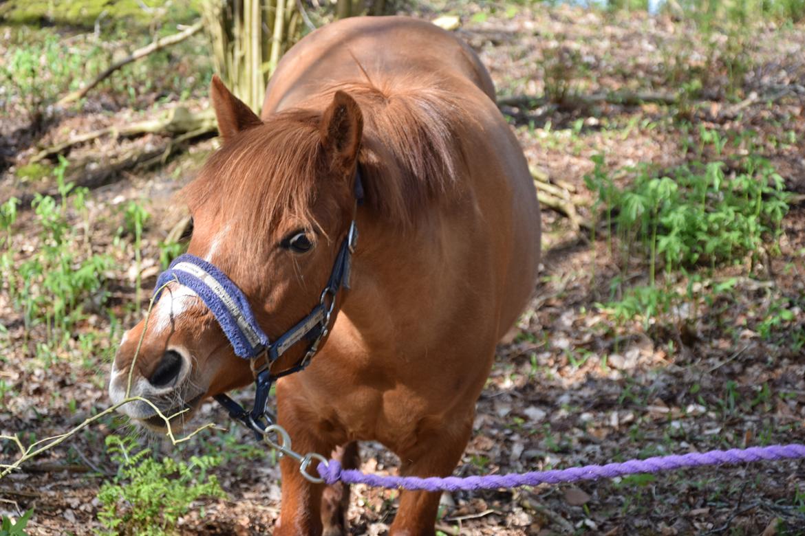 Anden særlig race Lotte [Lånt ud] billede 6