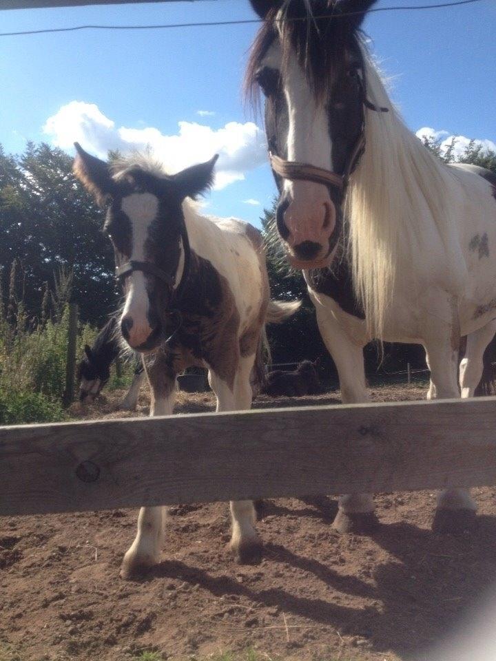 Tinker Chika Cherie - Velkommen til Chikas profil👋🏻 billede 1