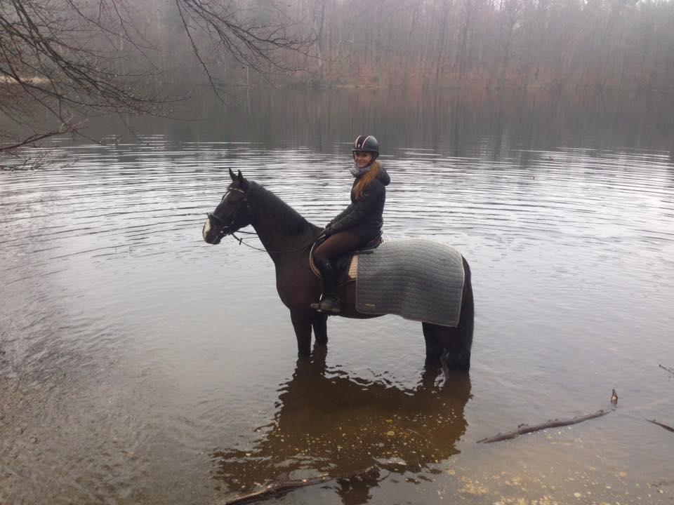 Dansk Varmblod Fascination billede 1