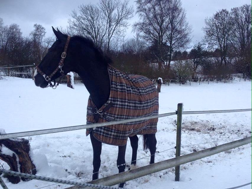 Dansk Varmblod Fascination billede 2