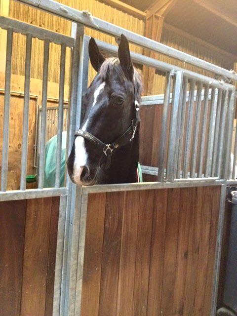 Dansk Varmblod Fascination billede 4