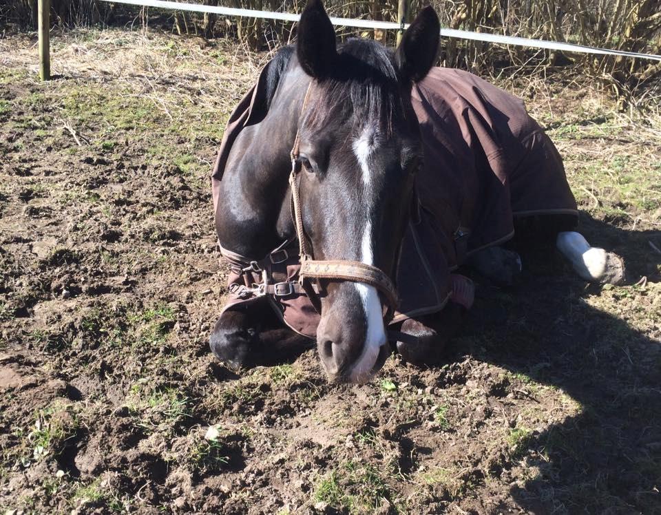 Dansk Varmblod Fascination billede 5