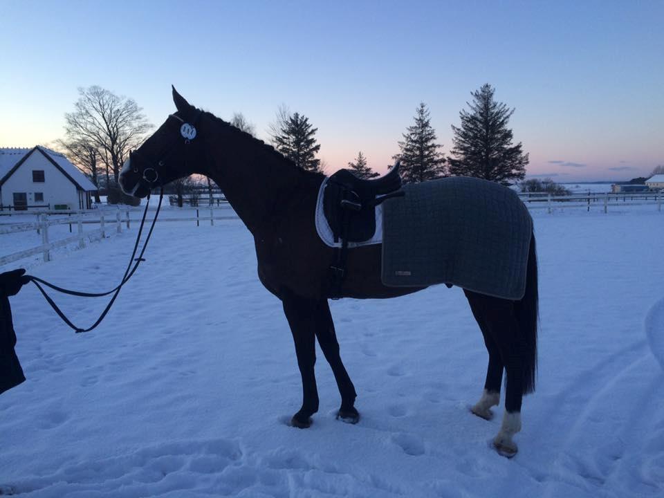 Dansk Varmblod Fascination billede 6