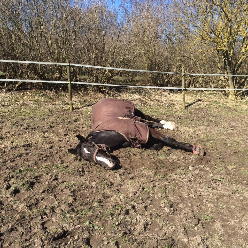 Dansk Varmblod Fascination billede 7