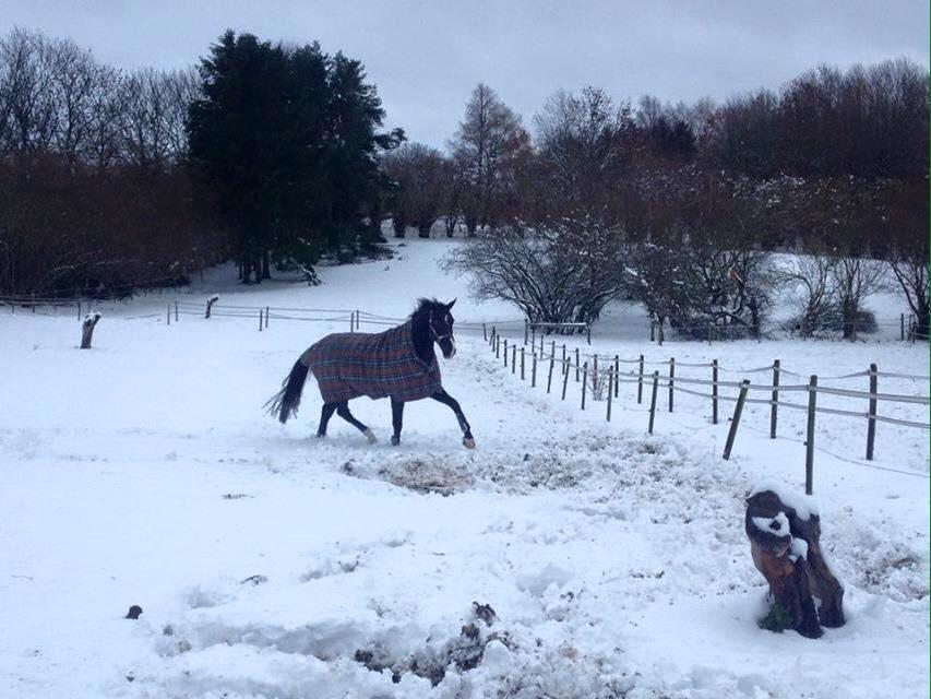 Dansk Varmblod Fascination billede 3