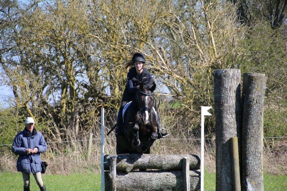 Dansk Varmblod Fascination billede 9