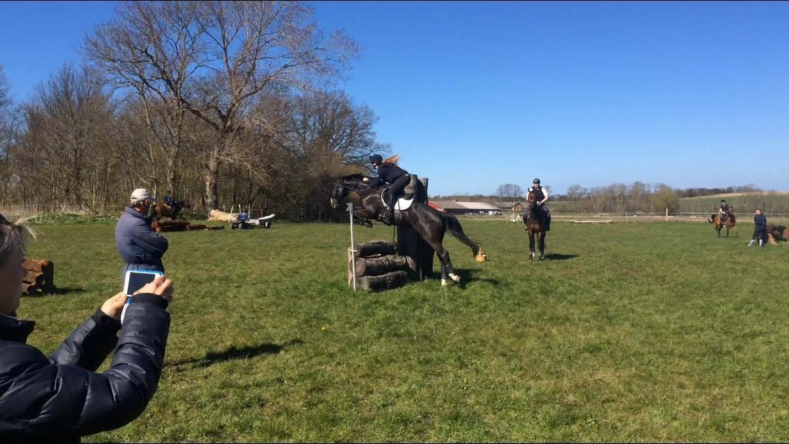 Dansk Varmblod Fascination billede 10