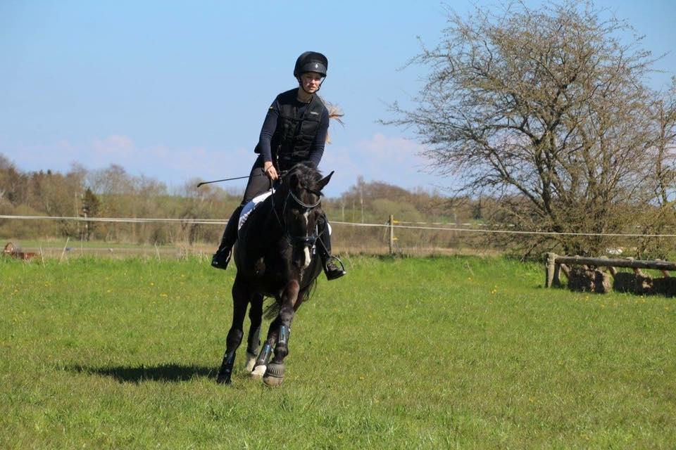 Dansk Varmblod Fascination billede 8