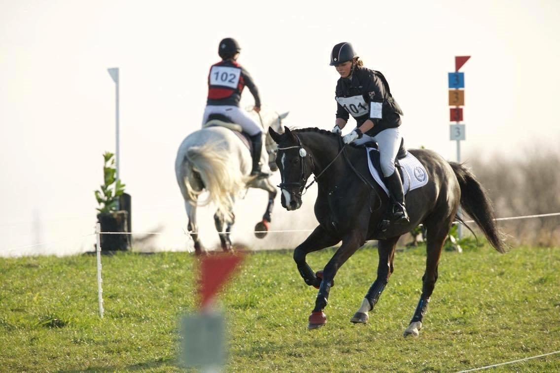 Dansk Varmblod Fascination billede 11